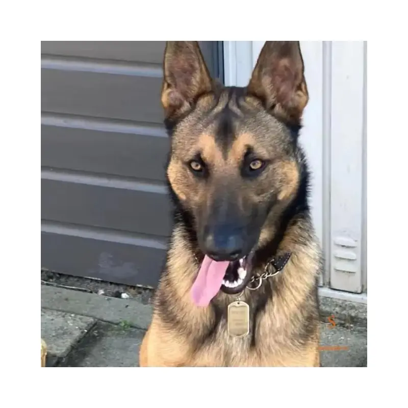 Naampenning hond graveren