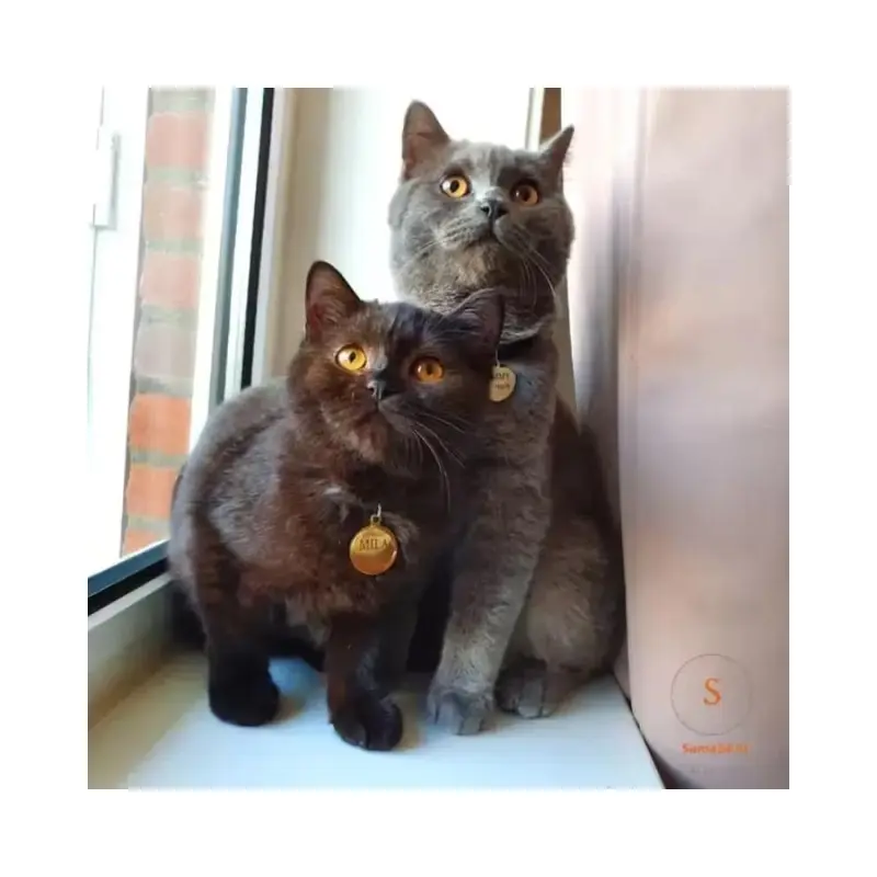 Penning hond of kat met adres aan 2 kanten laten graveren - Mooie katten of hondenpenning met naam