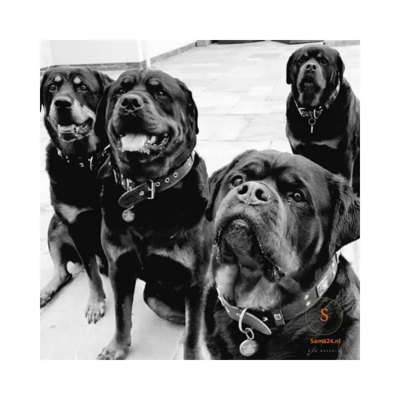 Hondenpenning naam penning voor hond Naampenning graveren