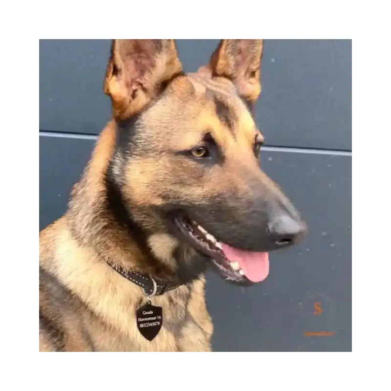 Hondenpenning aan de halsband Hondenpenning groot met naam hond en adres laten graveren Gratis verzonden in NL en BE